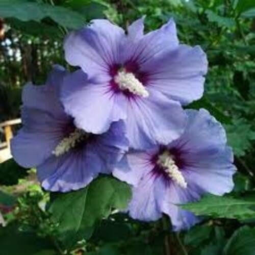 Hibicus Flower Seeds – Heirloom, Non-GMO, High Germination Organic Garden Seeds for Planting