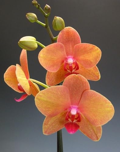 Phalaenopsis Orchid Flower Seeds for Planting – Heirloom, Non-GMO, High Germination Organic Garden Seeds