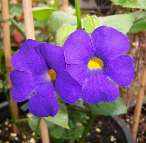 Purple Thunbergia Flower Seeds Heirloom Non-GMO High Germination Organic Garden Seeds for Planting