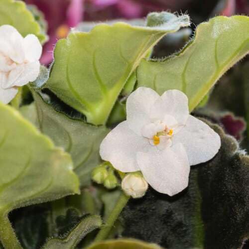 white saintpaulia flower seeds