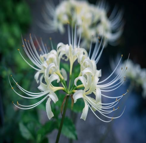 White Lycoris Flower Seeds Heirloom Non-GMO High Germination Organic Garden Seeds for Planting