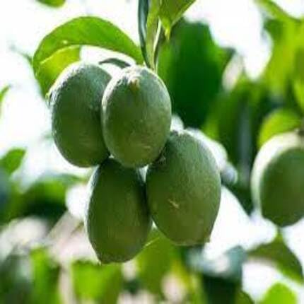 Green Eureka Lemon Seeds – Heirloom, Non-GMO, High Germination Organic Garden Seeds