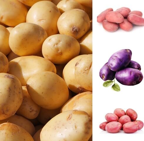 Mixed Potato Seeds – Heirloom, Non-GMO, High Germination Organic Garden Seeds Planting