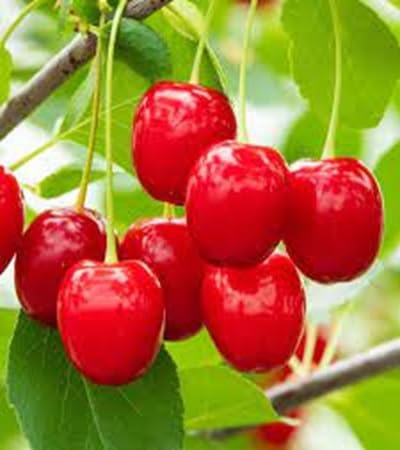 Cherry Seeds – Heirloom, Non-GMO, High Germination Organic Garden Seeds
