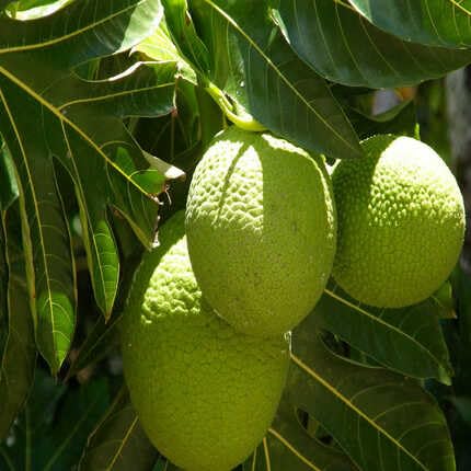 Breadfruit Seeds Green – Heirloom, Non-GMO, High Germination Organic Garden Seeds