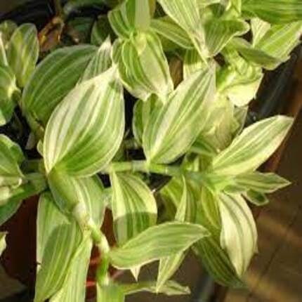 greentradescantiaheirloomnongmo flower seeds