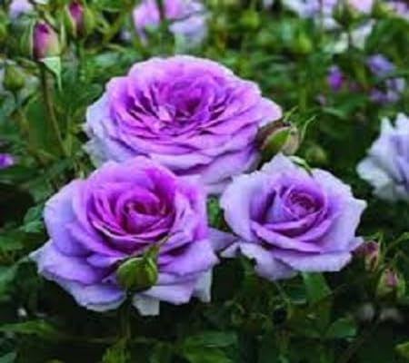 Purple Rose Flower Seeds for Planting Heirloom Non-GMO High Germination Organic Garden Seeds