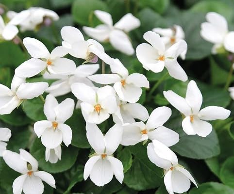 White Viola Odorata Flower Seeds – Heirloom Non-GMO Organic Garden Seeds