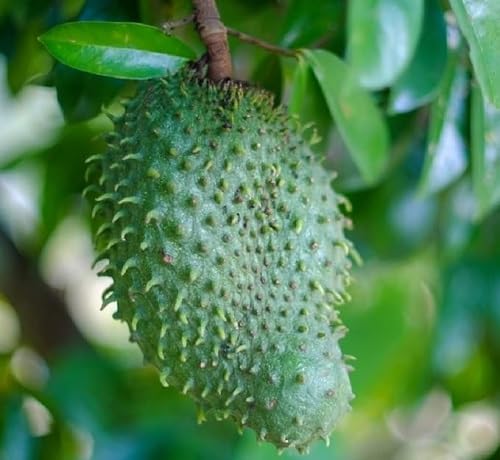 Green Guanabana Seeds – Heirloom, Non-GMO, High Germination Organic Garden Seeds