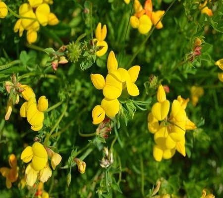 Trefoil Flower Seeds Yellow Heirloom Non-GMO High Germination Organic Garden Seeds