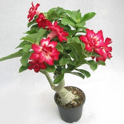 Red Adenium Flower Seeds – Heirloom, Non-GMO, High Germination Organic Garden Seeds for Planting