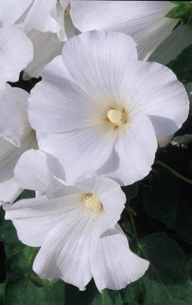White Lavatera Flower Seeds – Heirloom, Non-GMO, High Germination Seeds