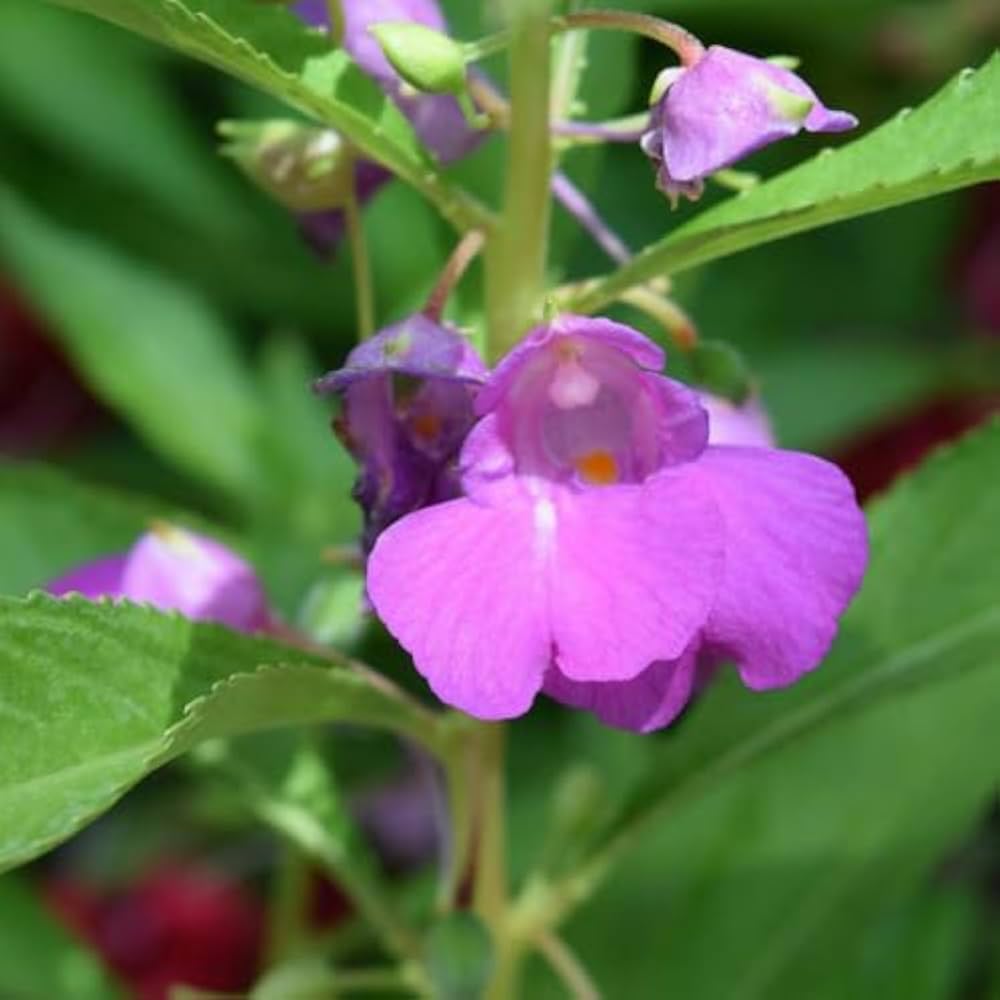 Balsam Flower Seeds Purple for Planting – Heirloom Non-GMO High Germination Organic Seeds
