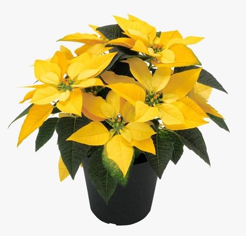 yellow poinsettia flower seeds