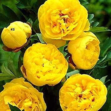 peonyblossomsheirloomnongmo flower seeds