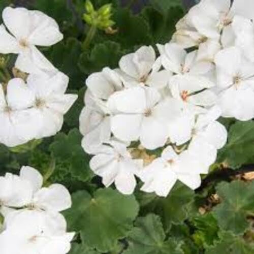 Geranium Flower Seeds – Heirloom, Non-GMO, High Germination Organic Garden Seeds for Planting