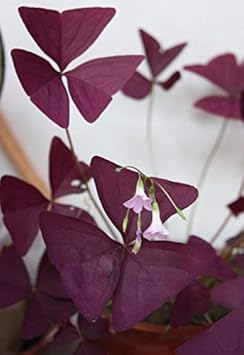 redwoodsorreflowerheirloomnongmo flower seeds