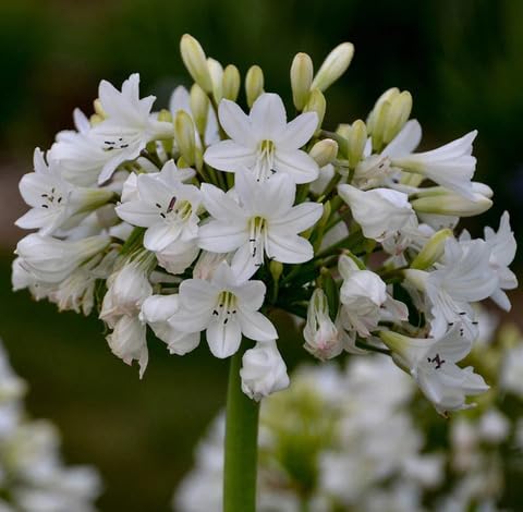 white agapanthus flower seeds
