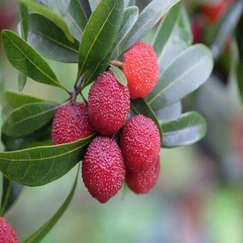 Red Rubra Seeds – Heirloom, Non-GMO, High Germination Organic Garden Seeds