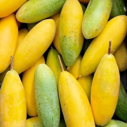 Curuba Seeds – Heirloom, Non-GMO, High Germination Organic Garden Seeds