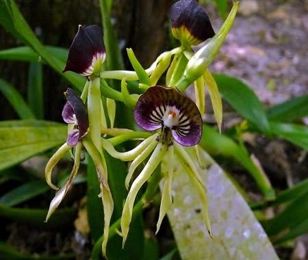 Purple Green Shell Flower Seeds Heirloom Non-GMO High Germination Organic Garden Seeds for Planting