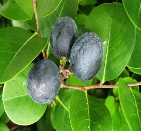 Icaco Seeds – Heirloom, Non-GMO, High Germination Organic Garden Seeds