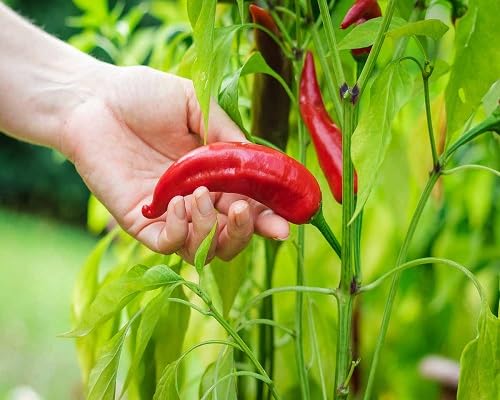 Semillas de Pimiento Rojo – Herencia, No-GMO, Alta Germinación, Semillas Orgánicas para Jardín