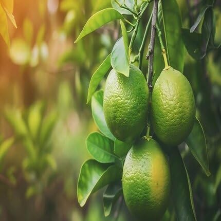 Calamansi Seeds Green for Planting – Heirloom Non-GMO High Germination Organic Garden Seeds