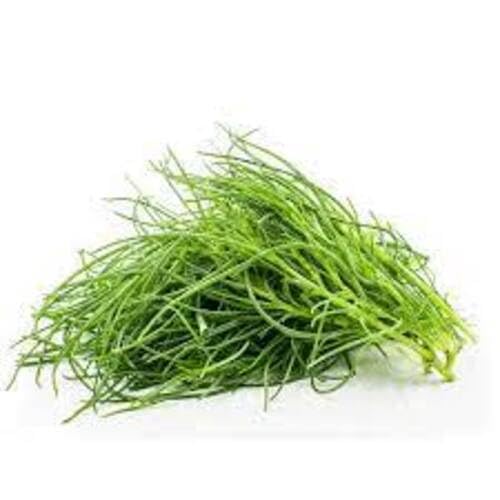 Green Agretti Seeds – Heirloom, Non-GMO, High Germination Organic Garden Seeds Planting