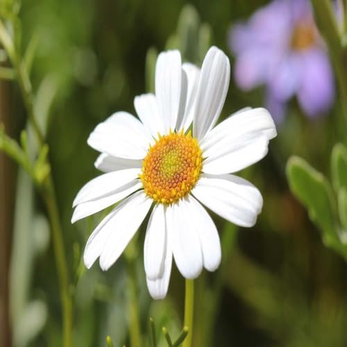 Brachyscome Iberidifolia Blumensamen – Alte Sorte, gentechnikfrei, keimstarke Bio-Gartensamen zum Pflanzen