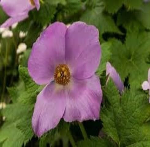 Pink Glaucidium Flower Seeds – Heirloom, Non-GMO High Germination Seeds for Planting | Organic Garden Seeds