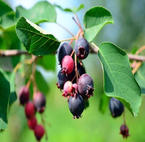 Schwarze Saskatoon Berry Samen, alte Sorte, gentechnikfrei, hohe Keimrate, Bio-Gartensamen zum Pflanzen