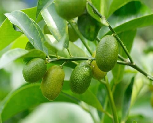 Kumquat Seeds – Heirloom, Non-GMO, High Germination Organic Garden Seeds