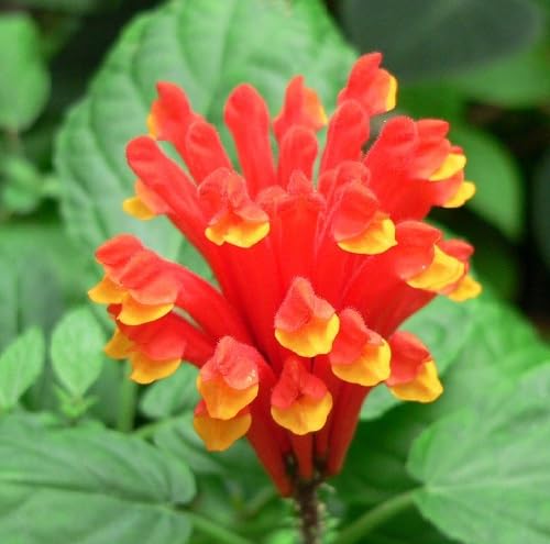 Red Scutellaria Costaricana Flower Seeds Heirloom Non-GMO High Germination Organic Garden Seeds for Planting