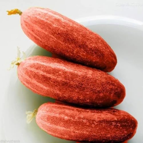 Red Cucumber Seeds – Heirloom, Non-GMO, High Germination Organic Garden Seeds Planting