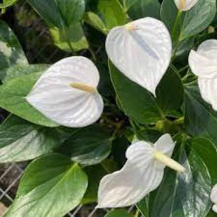 white anthurium flower seeds