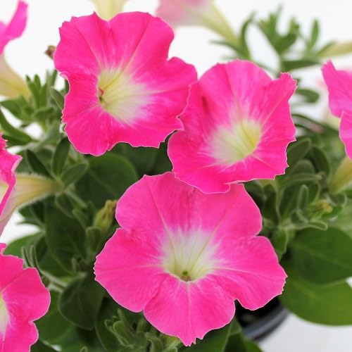 white pink flower seeds