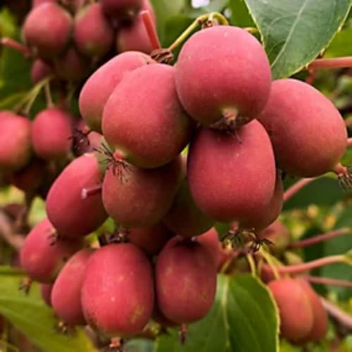 Red Kiwi Seeds – Heirloom, Non-GMO, High Germination Organic Garden Seeds