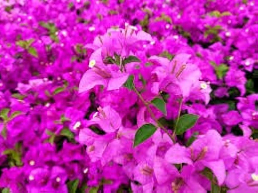 bougainvillea spectabilis flower seeds