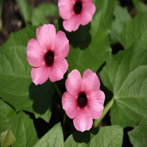 Pink Thunbergia Flower Seeds Heirloom Non-GMO High Germination Organic Garden Seeds for Planting
