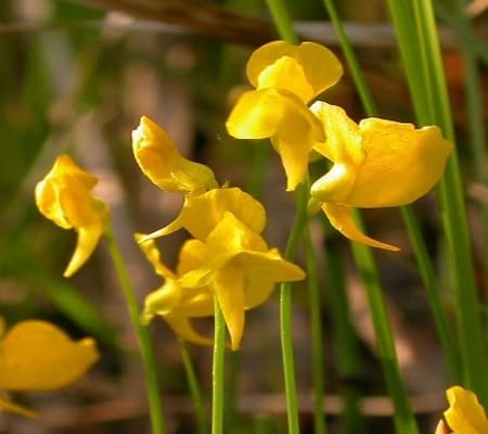 Utricularia Flower Seeds Yellow for Planting – Heirloom, Non-GMO, High Germination