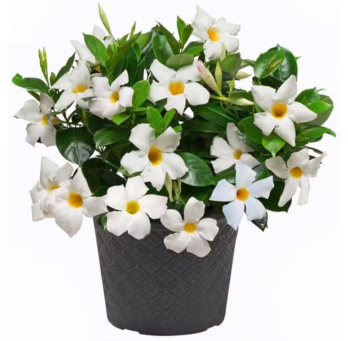 Semillas de flor Dipladenia blanca, reliquia, sin OMG, alta germinación, semillas orgánicas para jardín