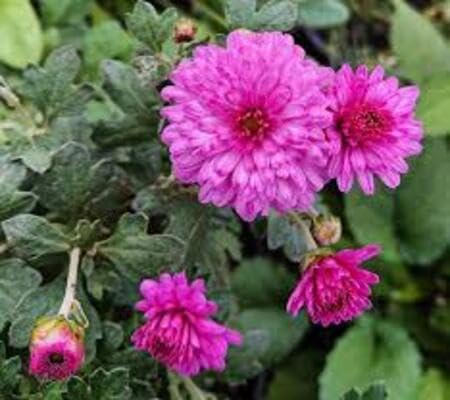 Chrysanthemum Flower Seeds Pink Perennial – Heirloom, Non-GMO, High Germination Organic Garden Seeds for Planting Seeds for Planting