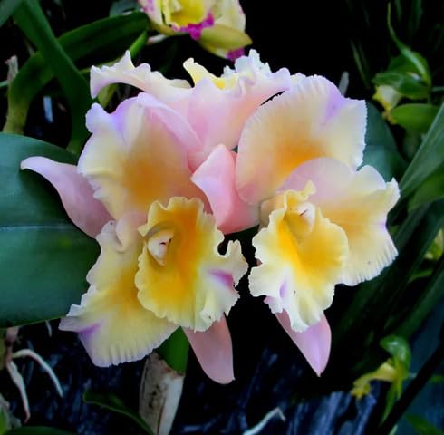 Yellow Pink Orchid Flower Seeds – Heirloom Non-GMO High Germination Organic Garden Seeds