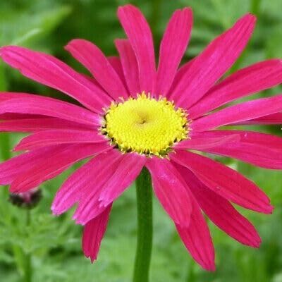 Pink Pyrethrum Daisy Perennial Flower Seeds Heirloom Non-GMO High Germination Organic Garden Seeds for Planting