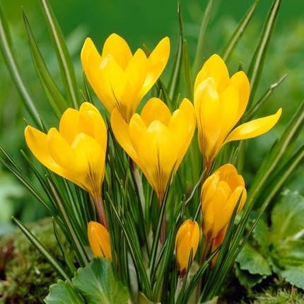 Yellow Saffron Flower Seeds Heirloom Non-GMO High Germination Organic Garden Seeds for Planting
