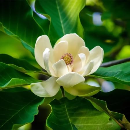 White Mangolia Flower Seeds for Planting Heirloom Non-GMO High Germination Organic Garden Seeds