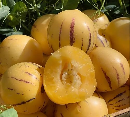 Pink Organic Ginseng Melon Seeds – Heirloom, Non-GMO, High Germination Organic Garden Seeds