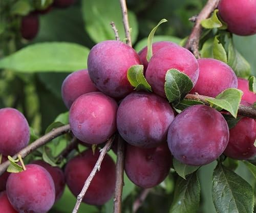 Plum Seeds Red – Heirloom, Non-GMO, High Germination Organic Garden Seeds