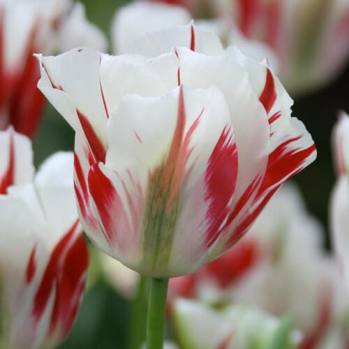 Red White Tulip Flower Seeds – Heirloom, Non-GMO, High Germination Organic Garden Seeds